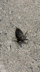 Lethocerus americanus