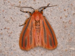 Hypoprepia miniata