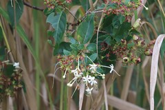 Clerodendrum floribundum