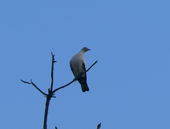 Ducula spilorrhoa