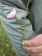 Crepis rubra