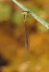 Agriocnemis argentea