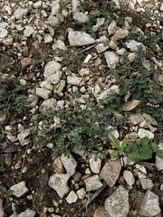 Euphorbia prostrata