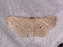 Scopula umbilicata