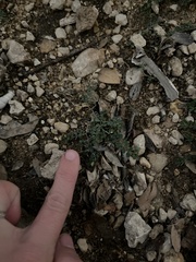 Euphorbia prostrata