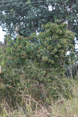 Clerodendrum floribundum