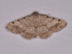 Frederickia nigricomma
