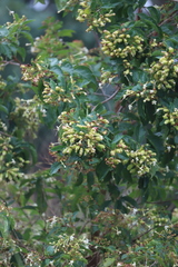 Clerodendrum floribundum