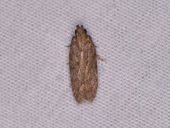 Hypatima