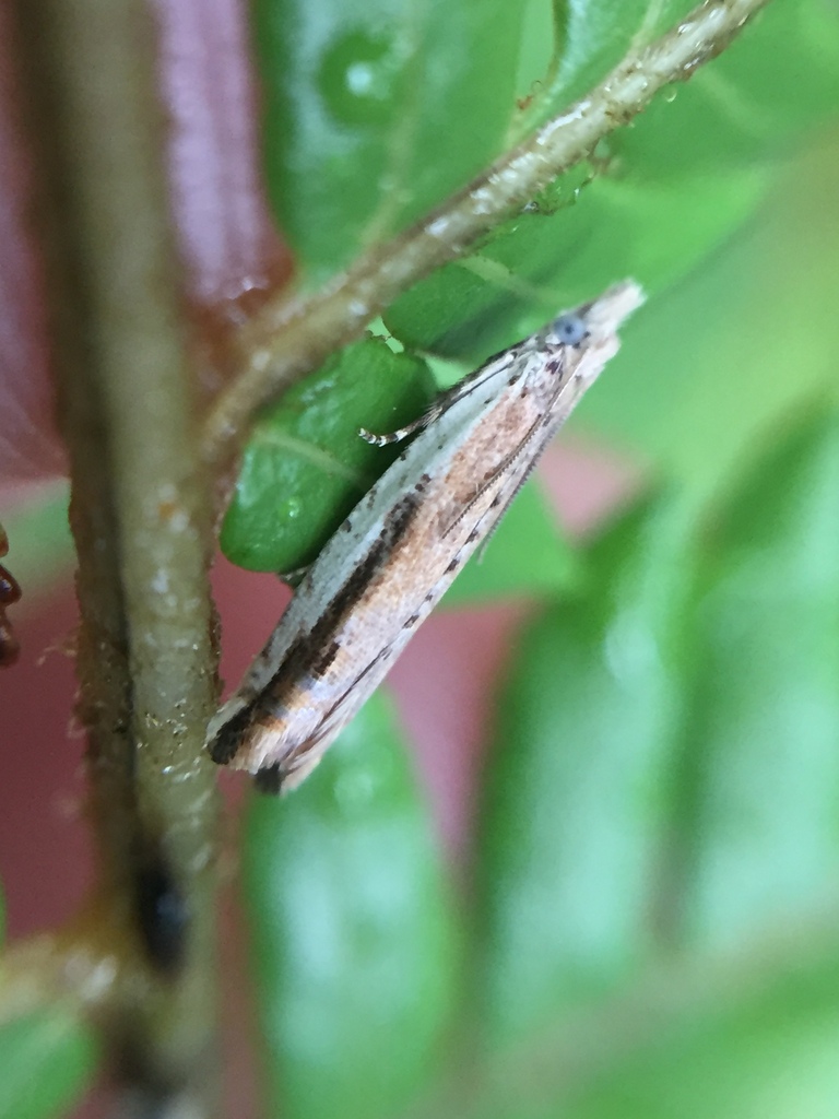 Holocola parthenia