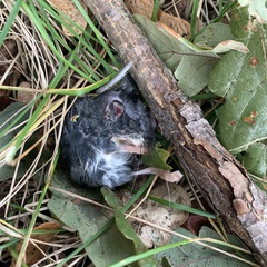 Peromyscus maniculatus