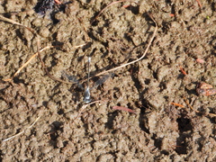 Lestes disjunctus