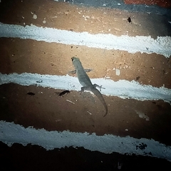 Hemidactylus frenatus