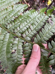Polystichum braunii image