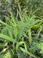 Foeniculum