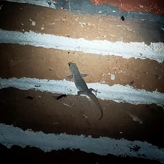 Hemidactylus frenatus