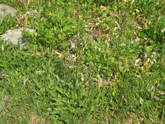 Valeriana sitchensis