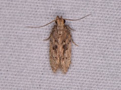 Hypatima