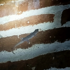 Hemidactylus frenatus