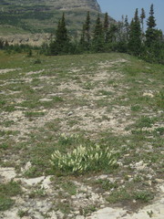 Hedysarum sulphurescens