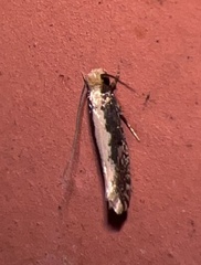 Monopis crocicapitella