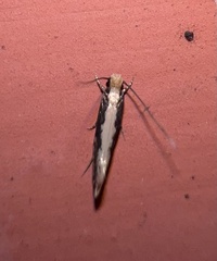 Monopis crocicapitella