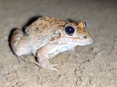 Leptodactylus fuscus