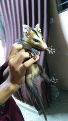 Didelphis albiventris