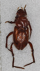 Paracorythoderus marshalli