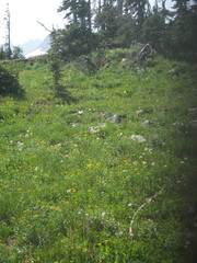 Castilleja rhexiifolia