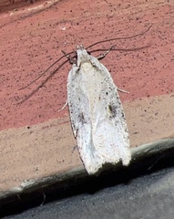 Agonopterix nervosa