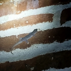 Hemidactylus frenatus