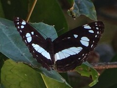 Phaedyma shepherdi