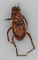Paracorythoderus marshalli