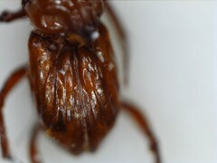 Paracorythoderus marshalli