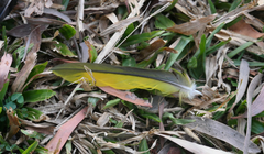 Trichoglossus moluccanus