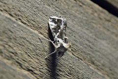 Chrysodeixis