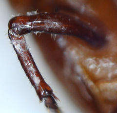 Paracorythoderus marshalli