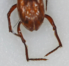 Paracorythoderus marshalli