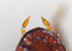 Paracorythoderus marshalli