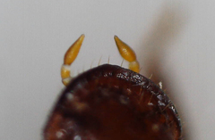 Paracorythoderus marshalli