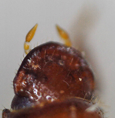 Paracorythoderus marshalli
