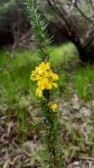 Hibbertia fasciculata