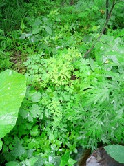 Corydalis ochotensis