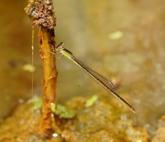 Agriocnemis argentea