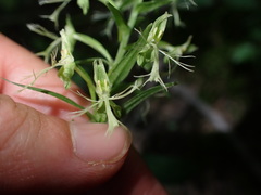 Platanthera lacera