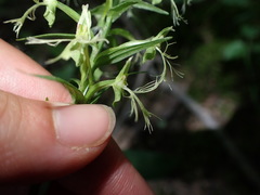 Platanthera lacera