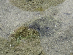 Dolabrifera nicaraguana