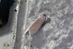 Acronicta insularis