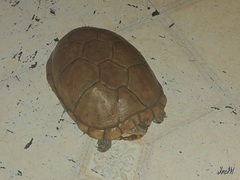 Kinosternon arizonense